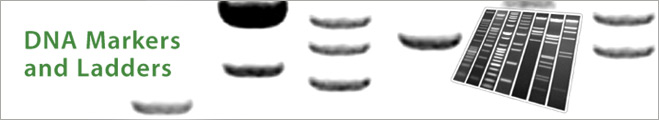 adders image