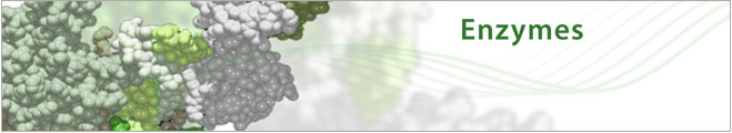 enzyme image