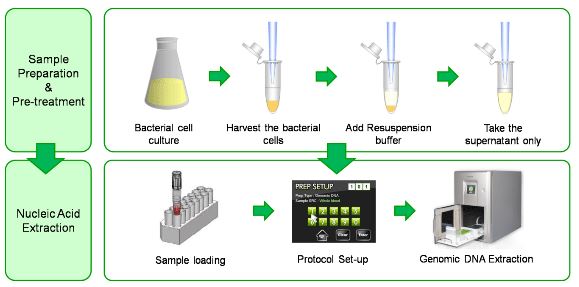  BacteriagDNA