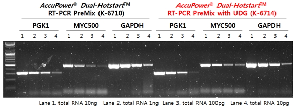 AccuPower Dual-Hotstart™ RT-PCR(with UDG) PreMix
