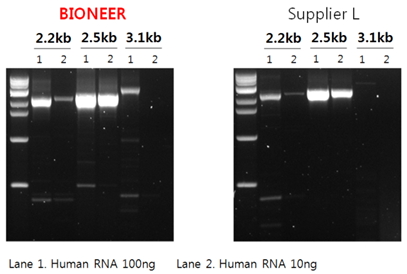 AccuPower Dual-Hotstart™ RT-PCR PreMix