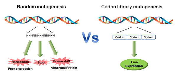 Codon library mutagenesis vs Random mutagenesis