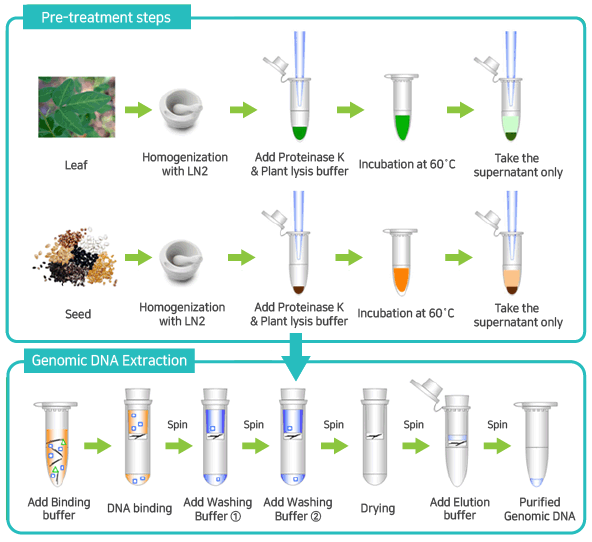 AccuPrep® Genomic DNA Extraction Kit (100 reactions)