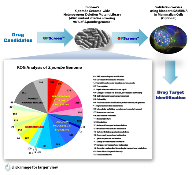 KOG Analysis of S.pombe Genome