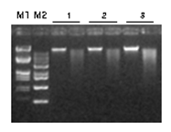 Stool_DNA_Extraction_Ki 