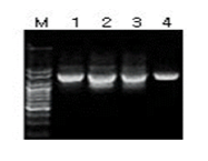 Stool_DNA_Extraction_Ki 