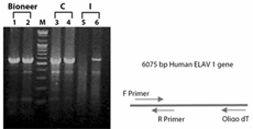 cyclescript figure3