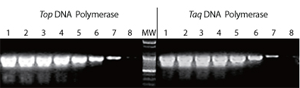 enzyme TOP DNA figure1