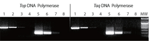 enzyme TOP DNA figure2