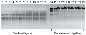 enzyme ligase figure1