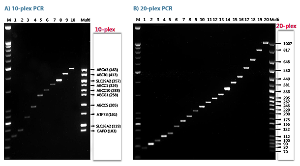 Gold Multiplex PCR PreMix figure1