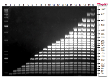 Gold Multiplex PCR PreMix figure2