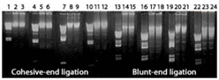 ligase figure1