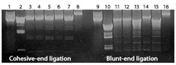 ligase figure2