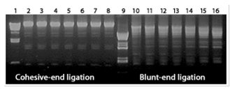 ligase figure2