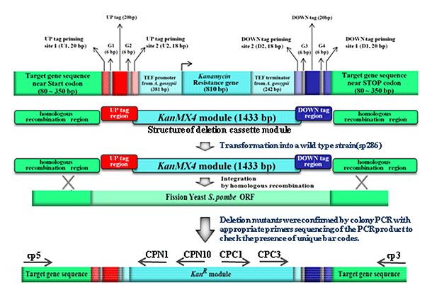 figure1