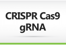 CRISPR-Cas9 gRNA Service, CRISPR, gRNA