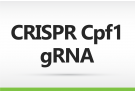 CRISPR-Cpf1 gRNA Service, CRISPR, gRNA