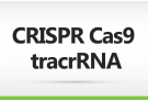 Cas9 tracrRNA gRNA , CRISPR, gRNA