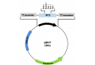 pBIVT Vector Set-1