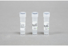 AccuPower® RocketScript™ RT Master Mix, RNase H Minus (2X, 1ml)