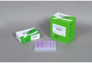 RT PreMix For standard cDNA synthesis with M-MLV RTase, RT Premix, PT master mix, RT PCR, AccuPower, cDNA