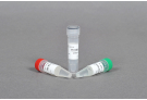 Thermostable Thermus Filiformis(Tfi) DNA Ligase, Tfi, PCR, polymerase