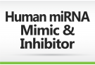 Human miRNA mimic & inhibitor
