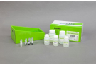 MagListo™ cfDNA Extraction Kit