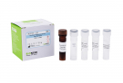 AccuPower® Streptococcus salivarius Real-Time PCR Kit