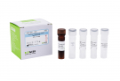 AccuPower® Porphyromonas gingivalis Real-Time PCR Kit