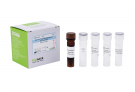 AccuPower® Bacteroides thetaiotaomicron Real-Time PCR Kit