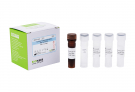 AccuPower® Streptococcus sobrinus Real-Time PCR Kit
