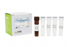 AccuPower® Prevotella melaninogenica Real-time PCR Kit