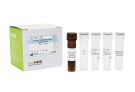 AccuPower®  Campylobacter coli/jejuni  Real-time PCR Kit