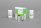 for purification of antibodies using magnetic separation method