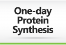 One-day Protein Synthesis Service