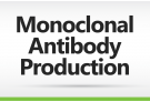 Monoclonal Antibody Production Service