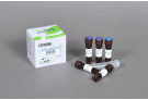 [4+1 프로모션 제품] AccuPower® 2X GreenStar™ qPCR Master Mix (with 80X ROX Dye, 200 Rxn)