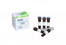 [4+1 프로모션 제품] AccuPower® 2X GreenStar™ qPCR Master Mix (without 80X ROX Dye, 200 Rxn)